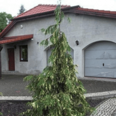 Кипарисовик нутканський Глорія Полоніка 